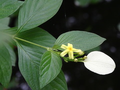 Pseudomussaenda flava