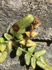 Pteris vittata