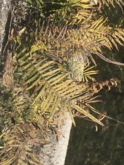 Pteris vittata