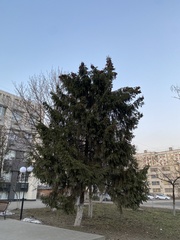 Picea
