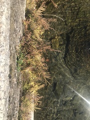 Pteris vittata