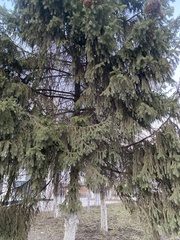 Picea
