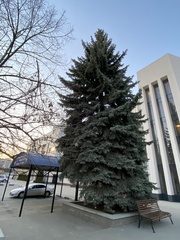Picea