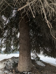 Picea