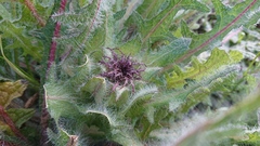 Centaurea benedicta
