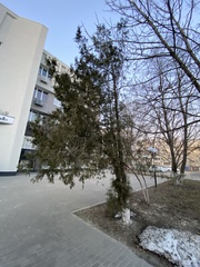 Thuja