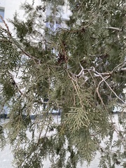 Thuja