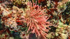 Tricleocarpa fragilis