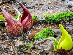 Symplocarpus foetidus