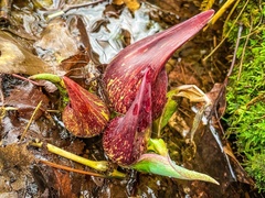 Symplocarpus foetidus