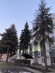 Picea