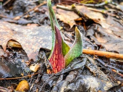 Symplocarpus foetidus