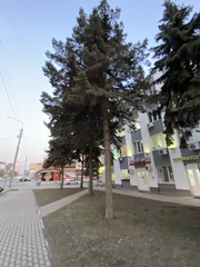 Picea