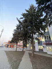 Picea