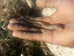 Plestiodon tetragrammus brevilineatus