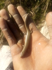 Plestiodon tetragrammus brevilineatus