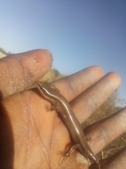 Plestiodon tetragrammus brevilineatus