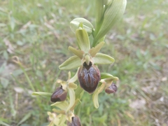 Ophrys exaltata