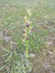 Ophrys exaltata