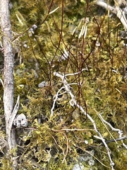 Campylophyllopsis calcarea