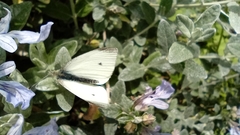 Pieris rapae