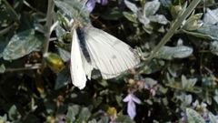 Pieris rapae