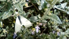 Pieris rapae