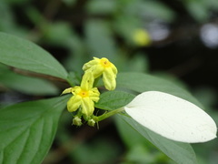 Pseudomussaenda flava