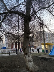 Acer negundo
