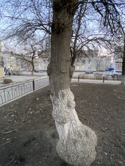 Acer negundo