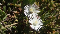 Delosperma litorale