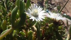 Delosperma litorale