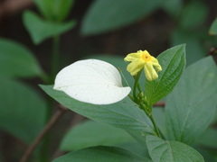 Pseudomussaenda flava