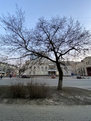 Robinia pseudoacacia