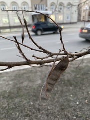 Robinia pseudoacacia