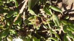 Delosperma litorale