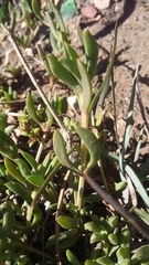 Delosperma litorale