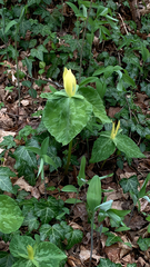 Trillium luteum