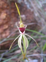 Caladenia longiclavata