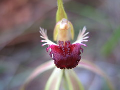 Caladenia longiclavata