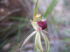Caladenia longiclavata