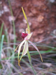 Caladenia longiclavata