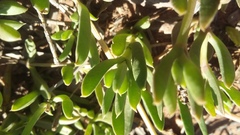 Delosperma litorale
