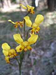Diuris brumalis