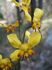Diuris brumalis