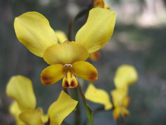 Diuris brumalis