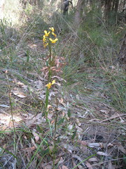 Diuris brumalis