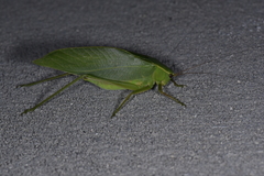 Ruidocollaris sinensis