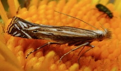 Isophrictis magnella