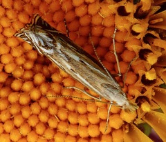 Isophrictis magnella
